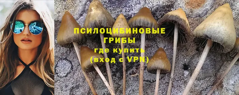 blacksprut ССЫЛКА  Камешково  Псилоцибиновые грибы Cubensis 